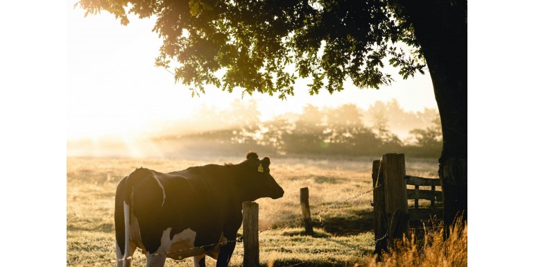 Jak wybrać najlepsze poidła dla różnych gatunków zwierząt hodowlanych?