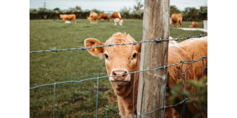 Karmidła automatyczne vs. standardowe — które wybrać?