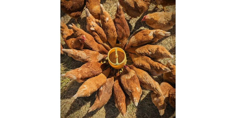 Jak przygotować kurnik na zimę?