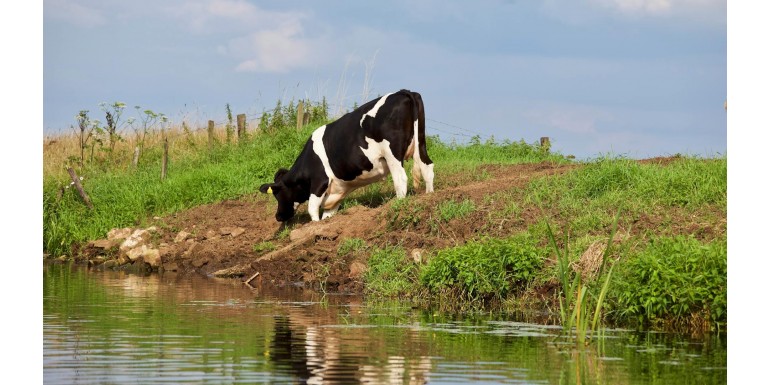 Objawy odwodnienia u cieląt, drobiu i królików
